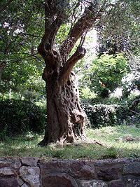 Самое старое дерево Черногории
